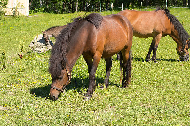 istock Horses on a summer pasture 502377623
