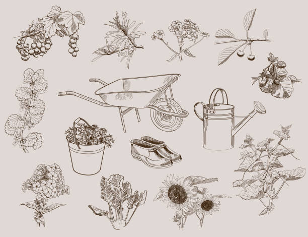 garden and accessories set of vector sketches garden supplies and fruit garden watering pail stock illustrations