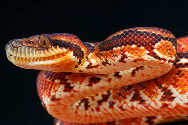 istock Madagascar tree boa / Sanzinia madagascariensis 502379759