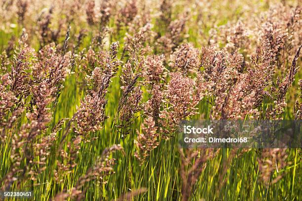 Hohen Gras Im Feld Stockfoto und mehr Bilder von Abenddämmerung - Abenddämmerung, August, Bildhintergrund