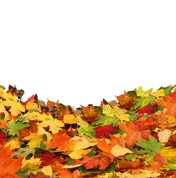 istock Isolated autumn leaves 502380563
