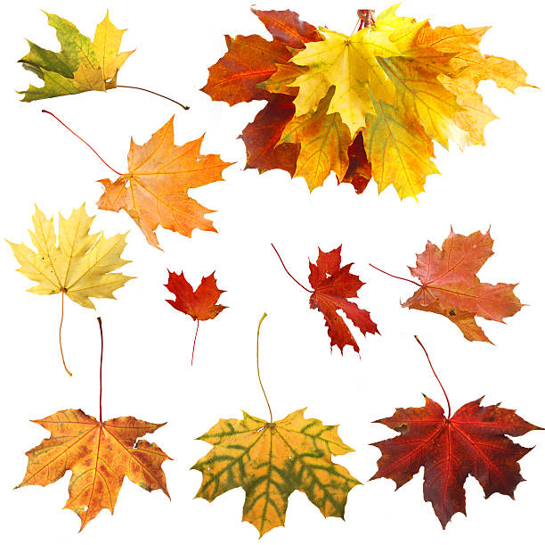 istock Isolated autumn maple leaves 502380571