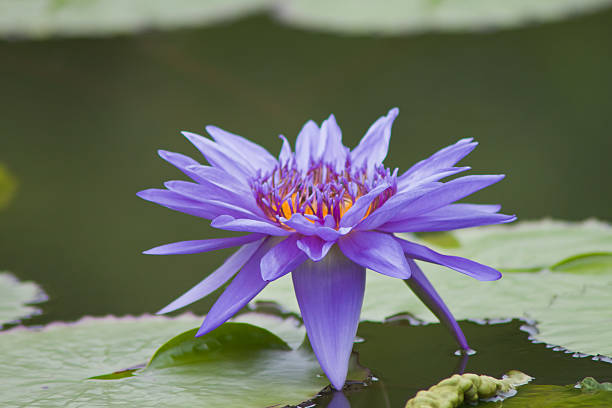 istock beautiful waterlily or lotus flower. 502380635