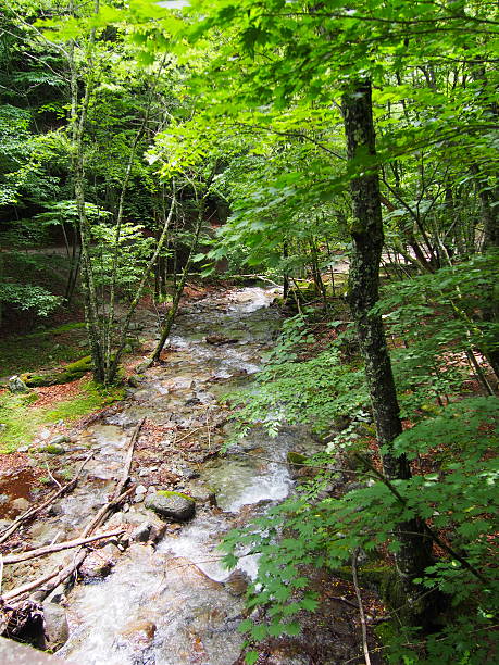 istock Nishizawa Valley in Yamanashi, Japan 502380805