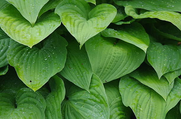 Hosta Leaves stock photo