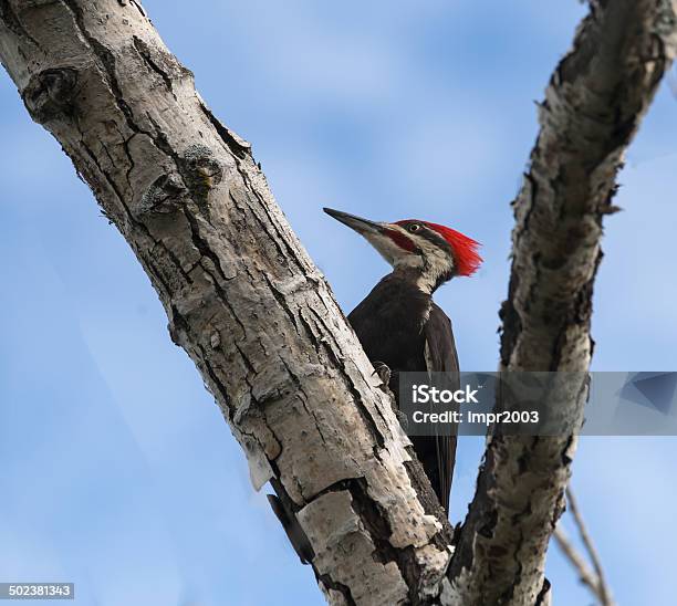 Male Pileated Woodpecker In Summer Stock Photo - Download Image Now - Birch Tree, Bird, Branch - Plant Part