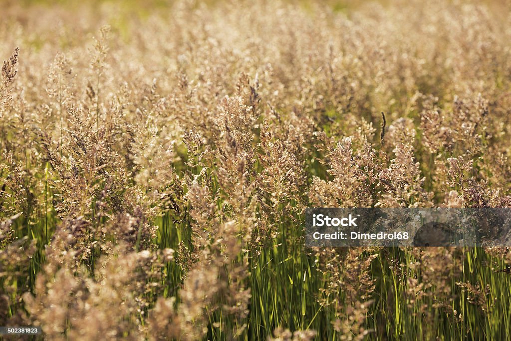 Verde erba alta in campo in caldo giorno d'estate - Foto stock royalty-free di Agosto