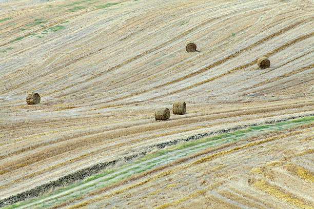istock Straw bales on farmland 502381877