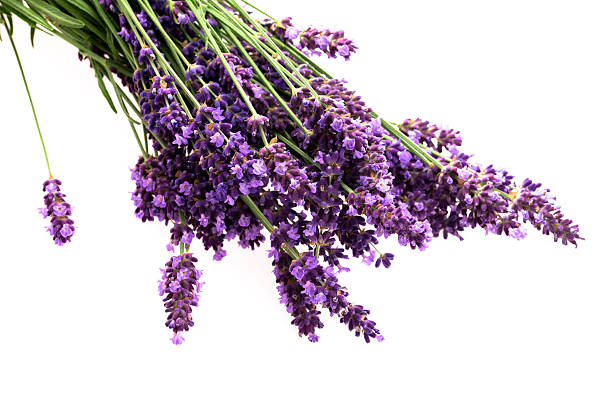 istock Lavender flowers on the white background 502382055