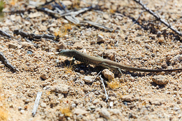 istock Joshua Tree National Park 's smallest resident 502382271