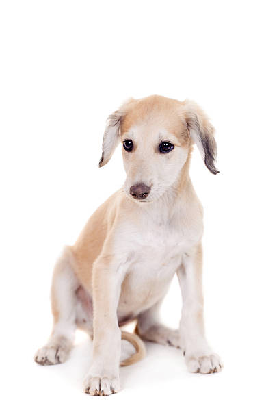 istock Tazy - Kazakh greyhound on white 502382295