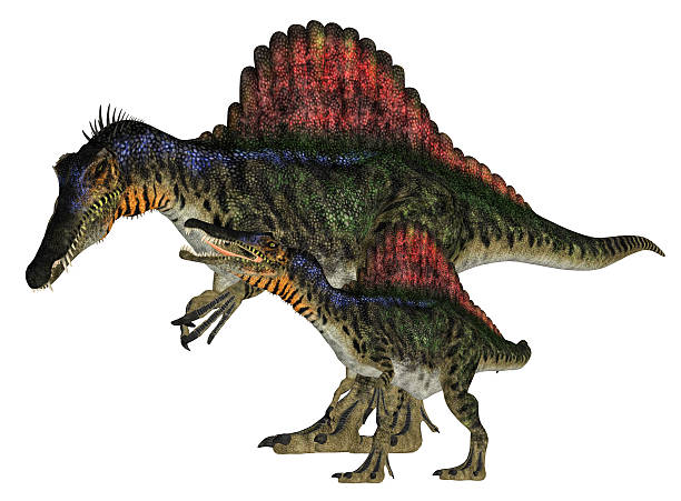 Illustration of an adult and a young Spinosaurus stock photo