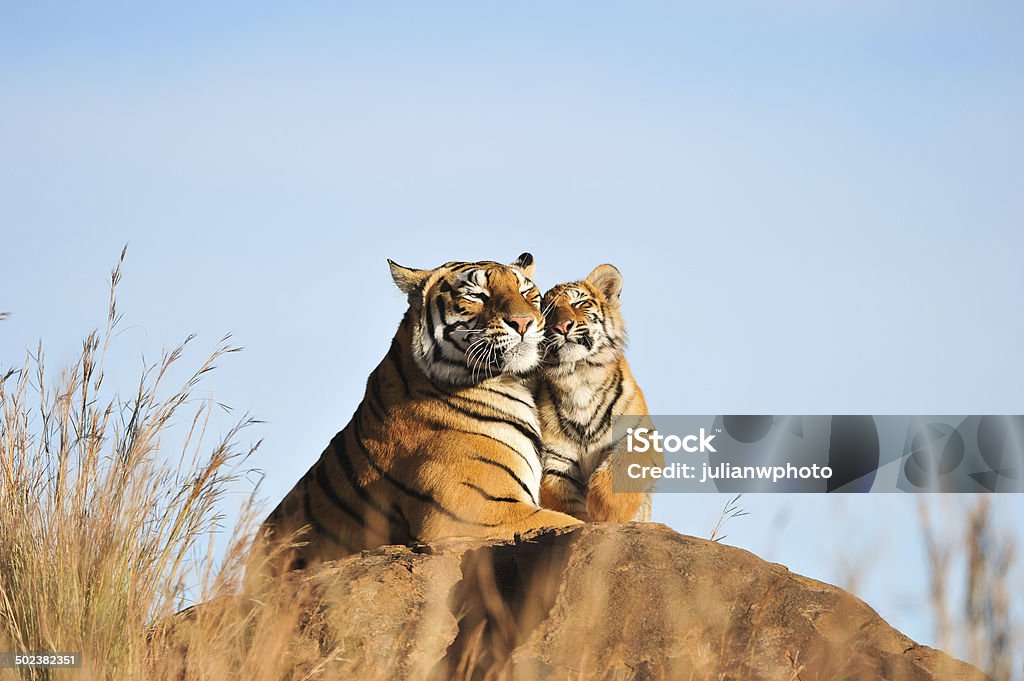 An affectionate tiger moment Bond between a tigress and her cub Tiger Stock Photo