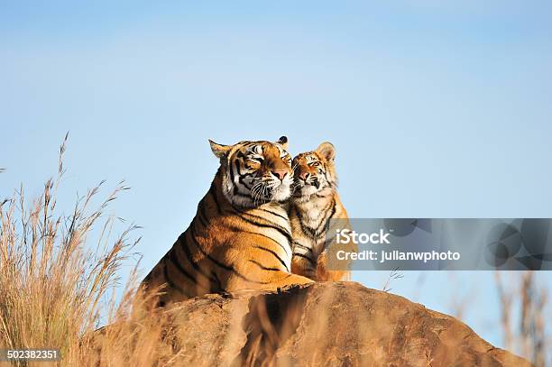 An Affectionate Tiger Moment Stock Photo - Download Image Now - Tiger, Cub, Animals In The Wild