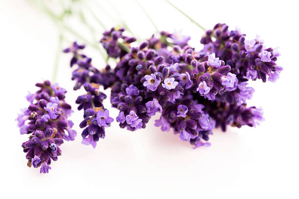 istock Lavender flowers on the white background 502382547