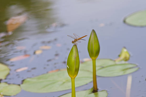 istock beautiful waterlily or lotus flower. 502383013