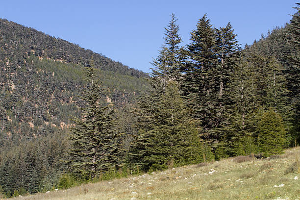 istock Highland plateau in cedar forest. Mountain way, Turkey 502383520