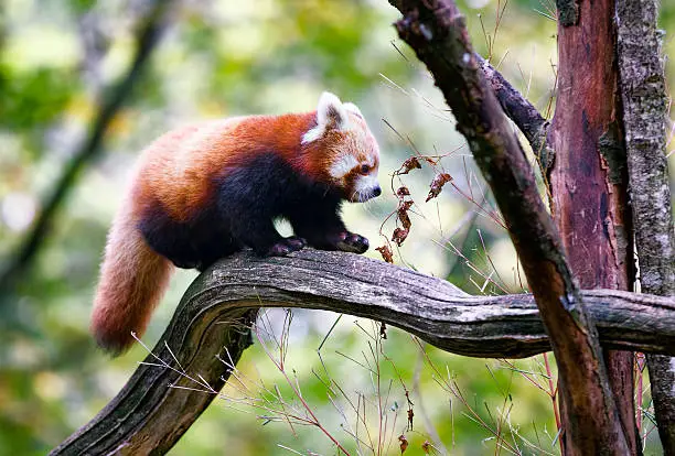 Red panda walking a dry branch
