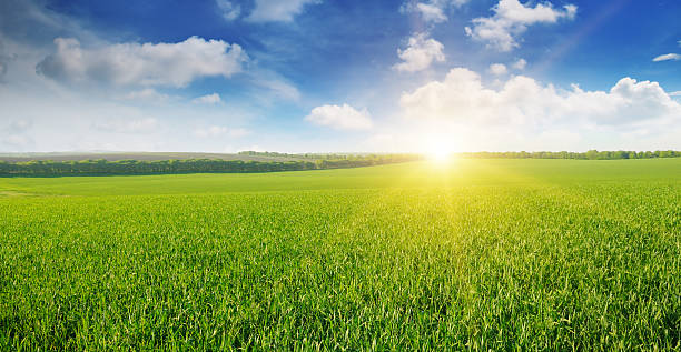 field, le lever du soleil et ciel bleu - lea photos et images de collection