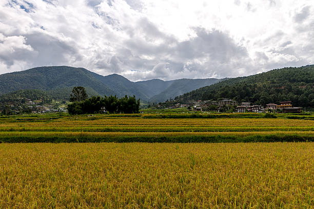 istock Bhutan Rice Fields, Paro Valley Sep 2015 502386332