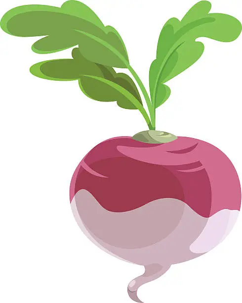 Vector illustration of Turnip Cartoon