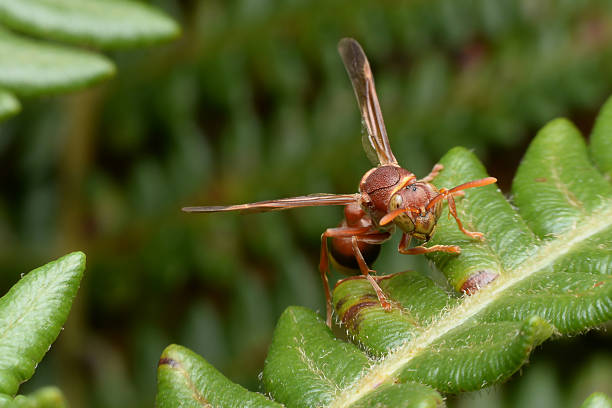 istock Hornet out hunting for food 502388570