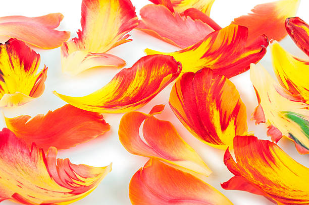 istock Background from petals of a tulip 502389370