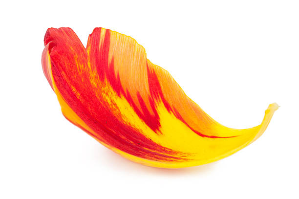 Petal of a tulip. Macro