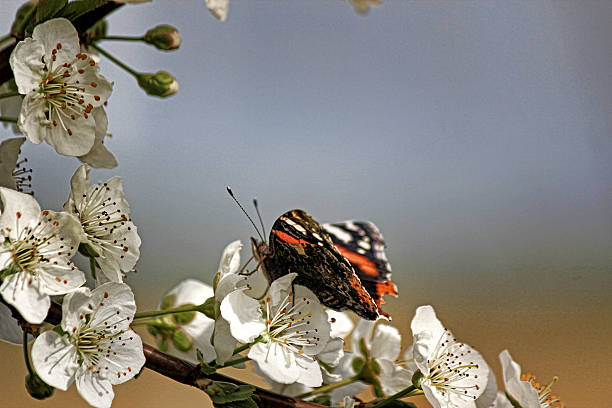 istock Butterflies on flowers 502392526