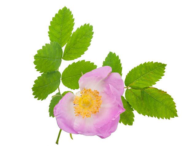 istock Dog-rose blooms 502392900
