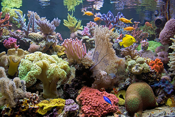 Colorful Sea Aquarium Many colored creatures at the seaworld! great barrier reef coral stock pictures, royalty-free photos & images