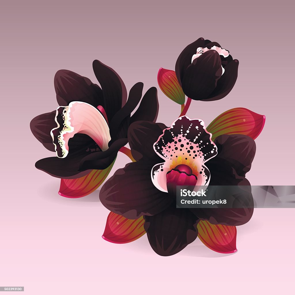 Fiore Di Orchidea Nera - Immagini vettoriali stock e altre immagini di 2015  - 2015, Amore, Aromaterapia - iStock