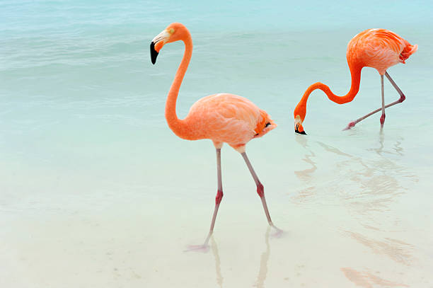 flamingos on a tropical island stock photo