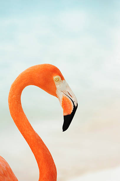 istock flamingos on a tropical island 502393658