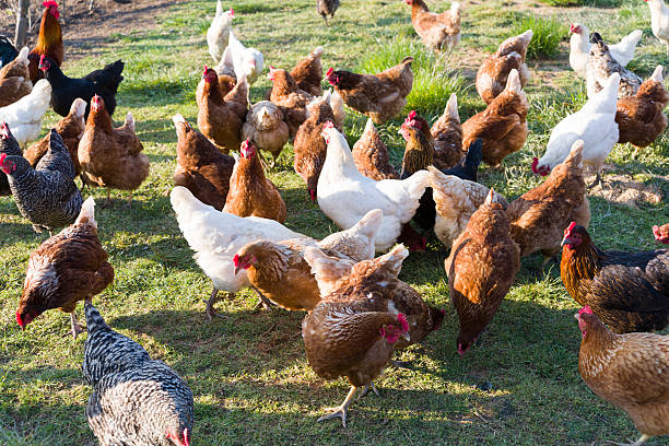 istock Free Range Foraging Chickens at Organic Farm 502393678