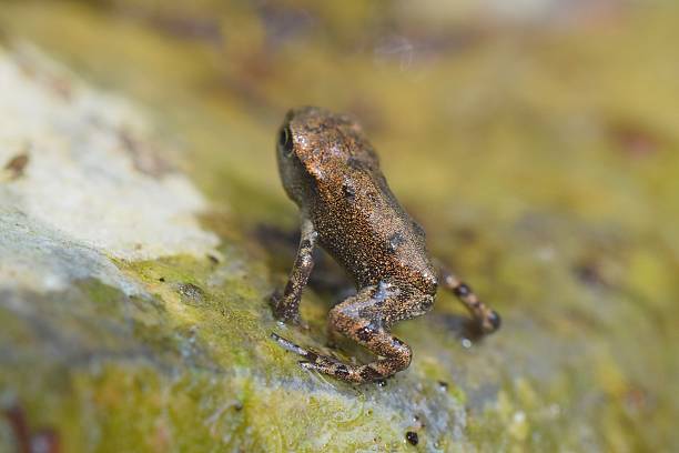 frog - kikkervisje stockfoto's en -beelden