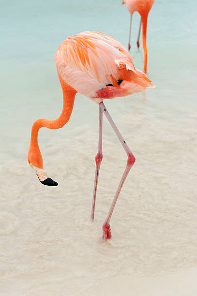 istock flamingos on a tropical island 502394242