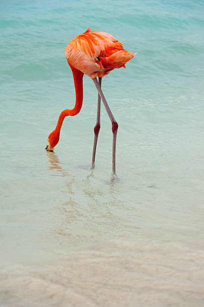 istock flamingos on a tropical island 502394280