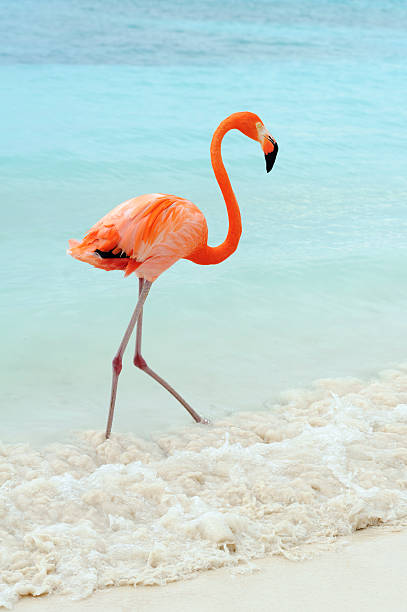 istock flamingos on a tropical island 502394388