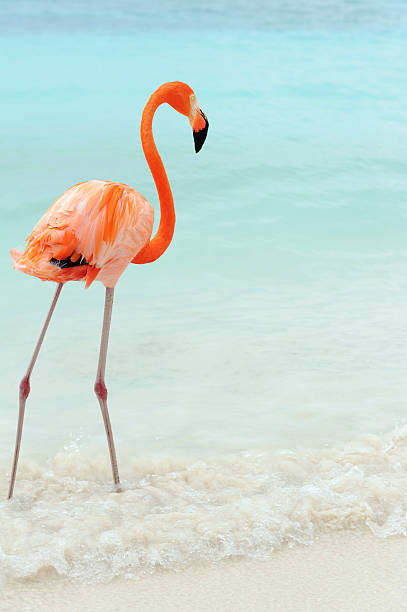 istock flamingos on a tropical island 502394450