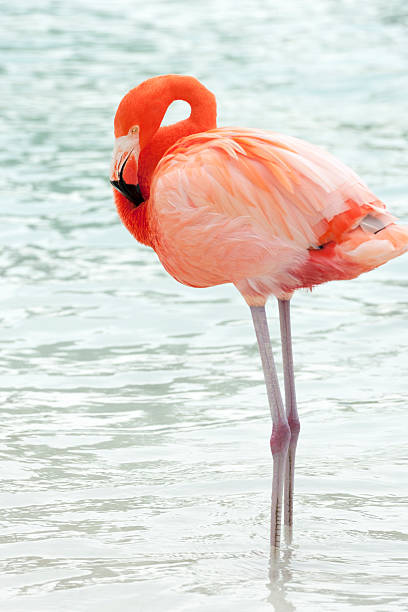 istock flamingos on a tropical island 502394534