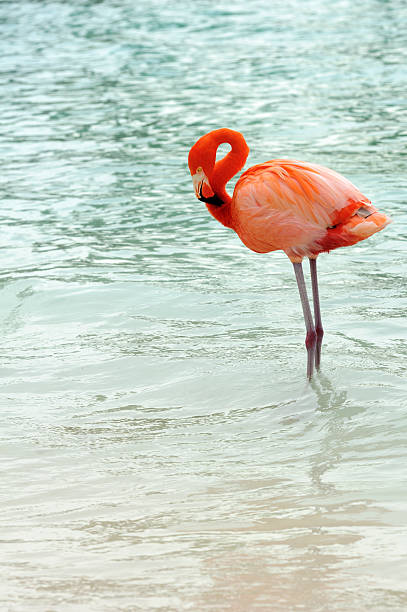 istock flamingos on a tropical island 502394568