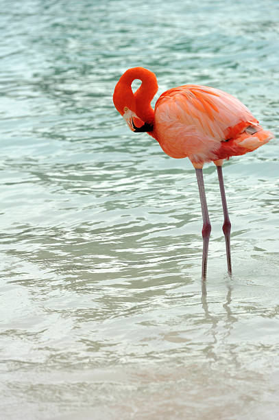 istock flamingos on a tropical island 502394596