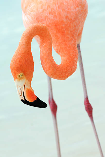 istock flamingos on a tropical island 502394964