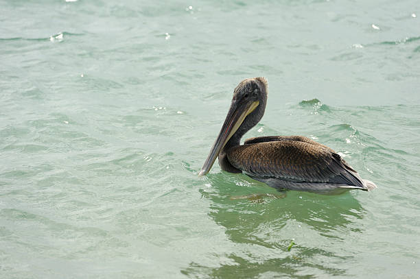 istock couple of pelicans together 502395662