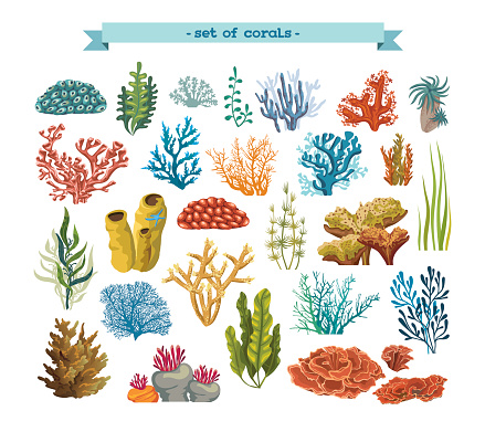 Set of isolated colorful corals and algaes on a white background. Vector underwater flora and fauna.
