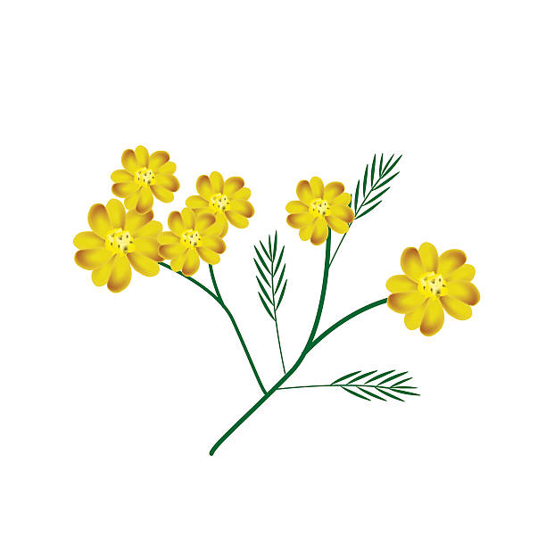 Blossoming of Yellow Yarrow Flowers or Achillea Millefolium Flowers vector art illustration