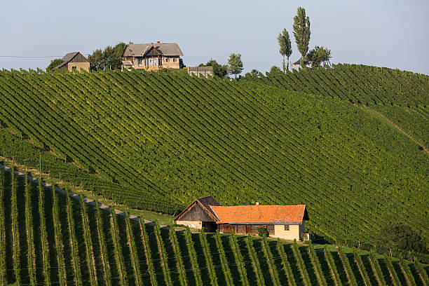 istock vineyard in southern styria, austria 502399354