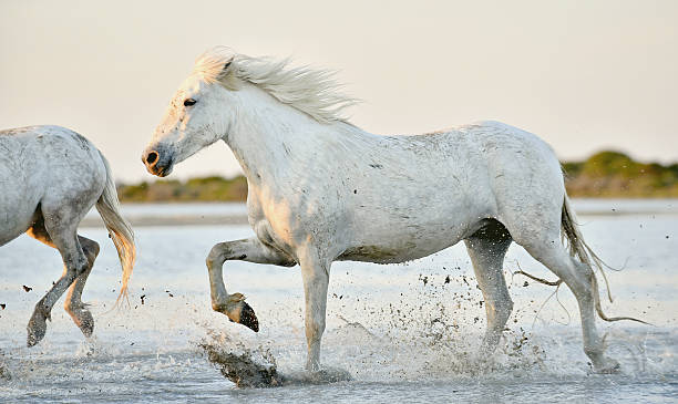 istock Herd of white horses running through water 502399384