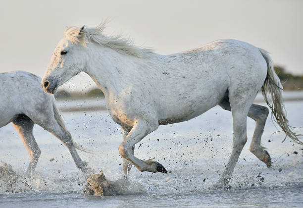 istock Herd of white horses running through water 502399542